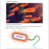 Vademecum biologia EDYCJA 3, matura 2025 - obrazek 2