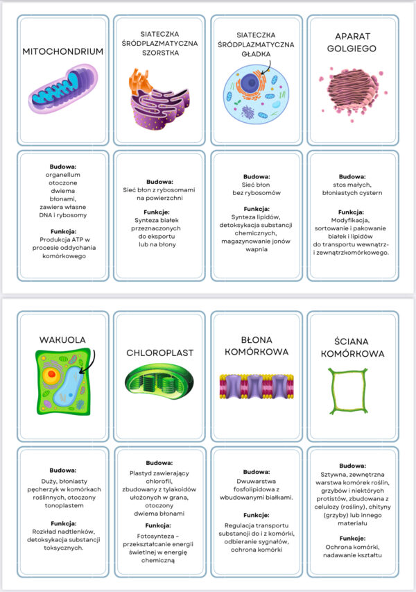 Fiszki PAKIER 3 ZESTAWÓW: metabolizm, chemizm życia, budowa komórki