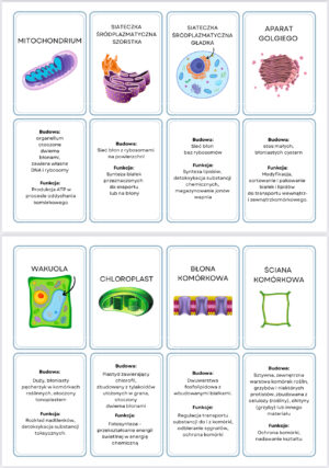 Fiszki PAKIET 3 ZESTAWÓW: metabolizm, chemizm życia, budowa komórki