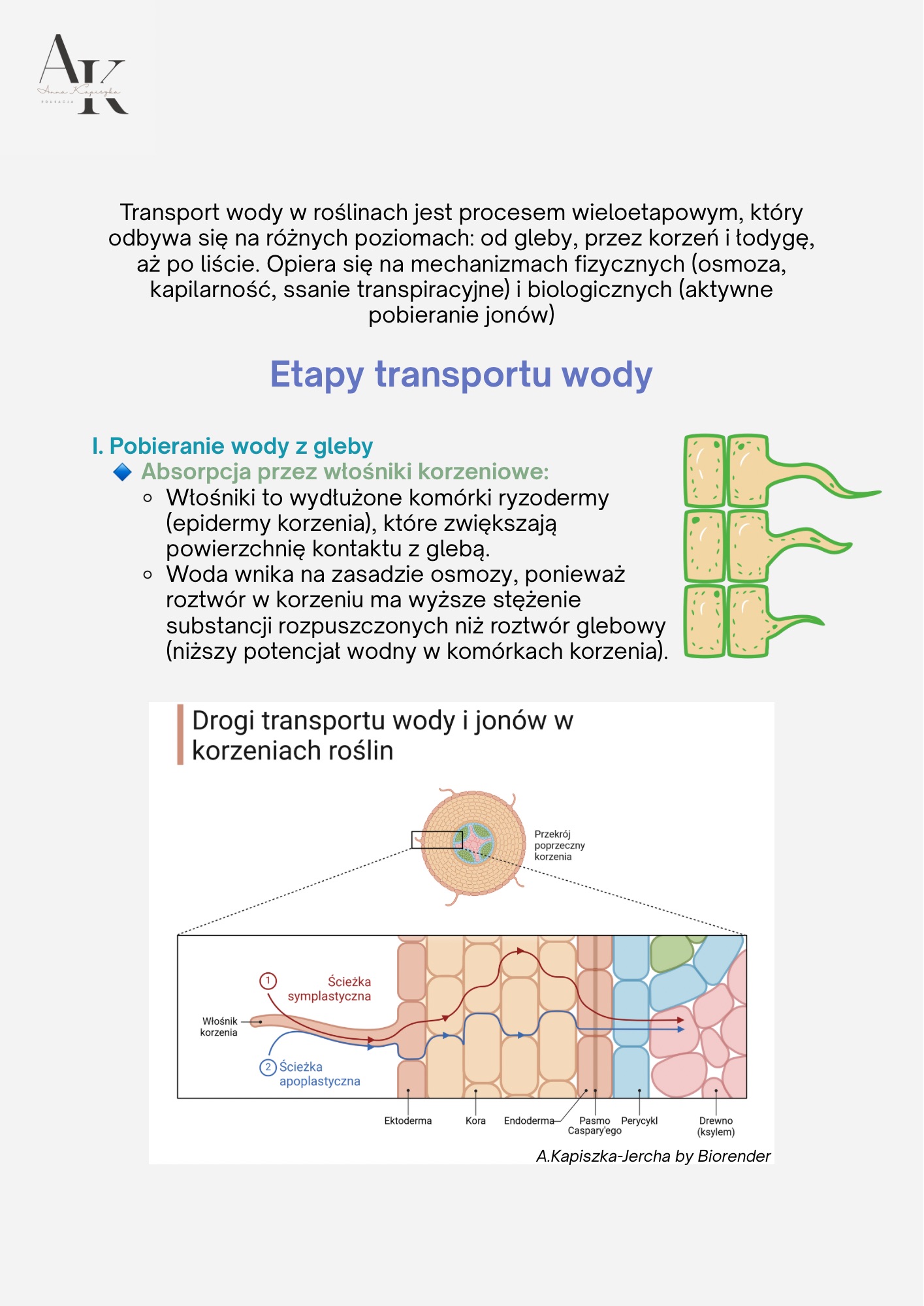 BIOLOGIA PODRĘCZNIK+KURS W PIGUŁCE - obrazek 2