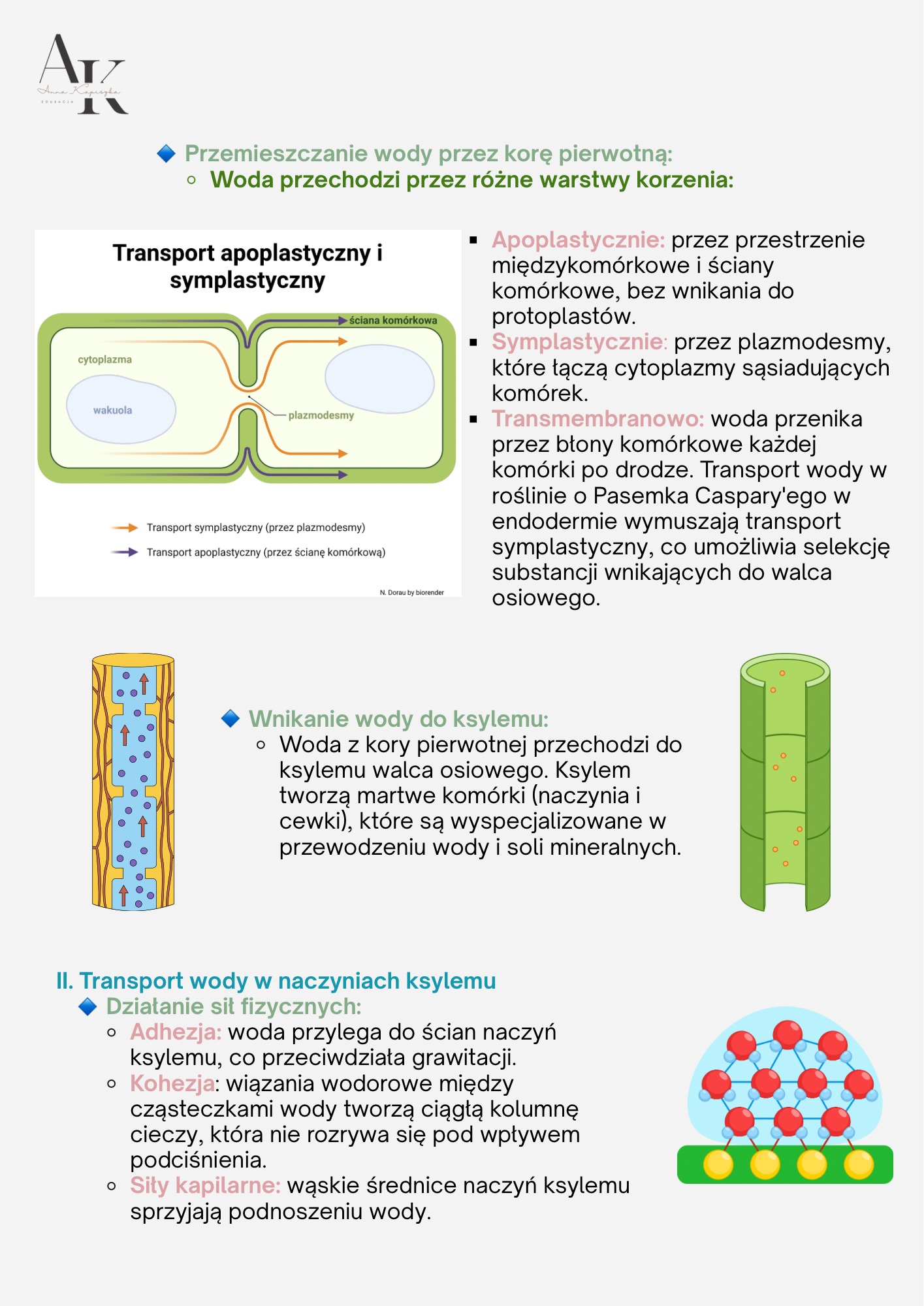 BIOLOGIA PODRĘCZNIK+KURS W PIGUŁCE - obrazek 3