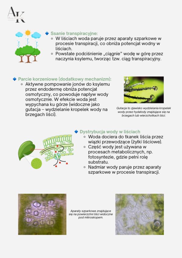 BIOLOGIA PODRĘCZNIK+KURS W PIGUŁCE - obrazek 4
