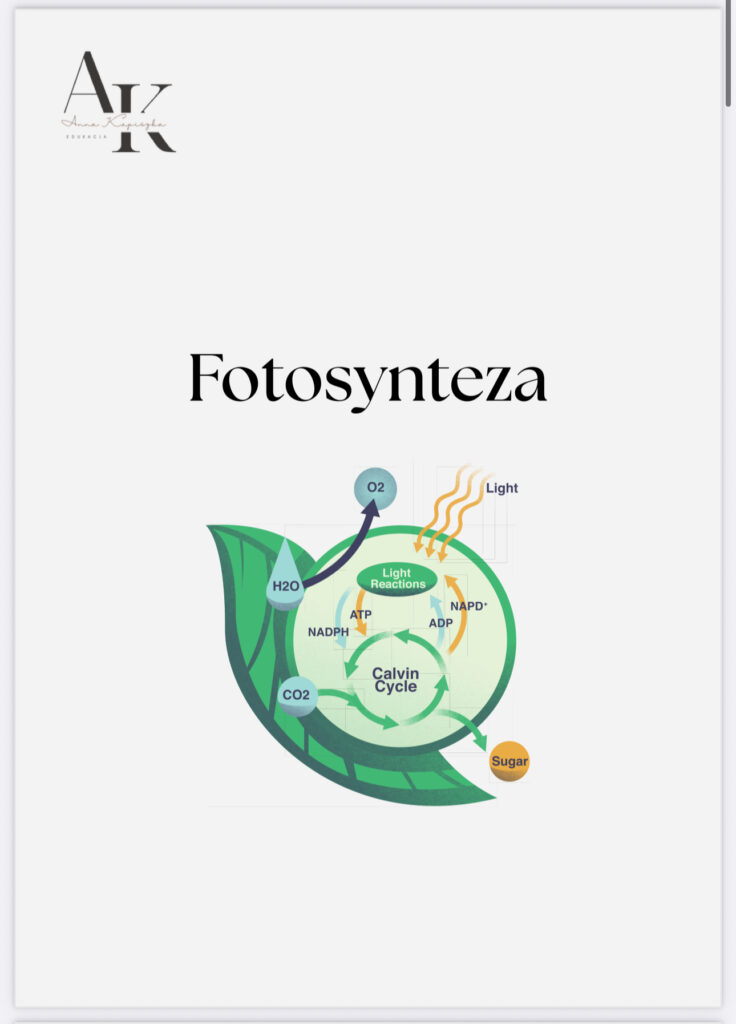 fotosynteza