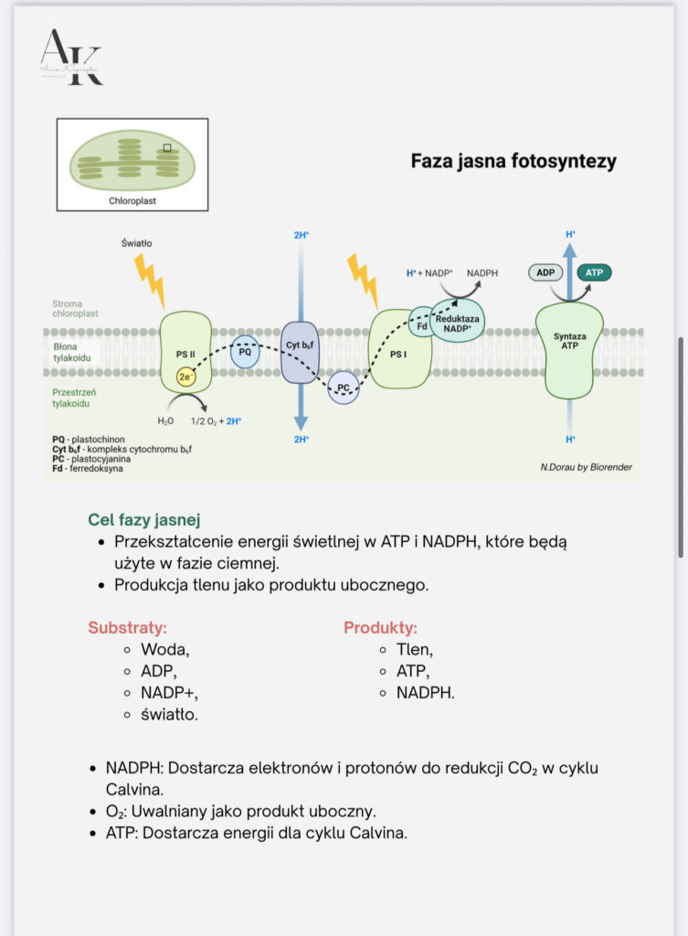faza jasna fotosyntezy