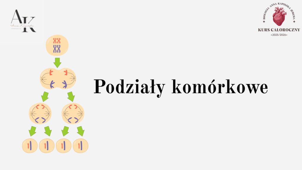podziały komórkowe