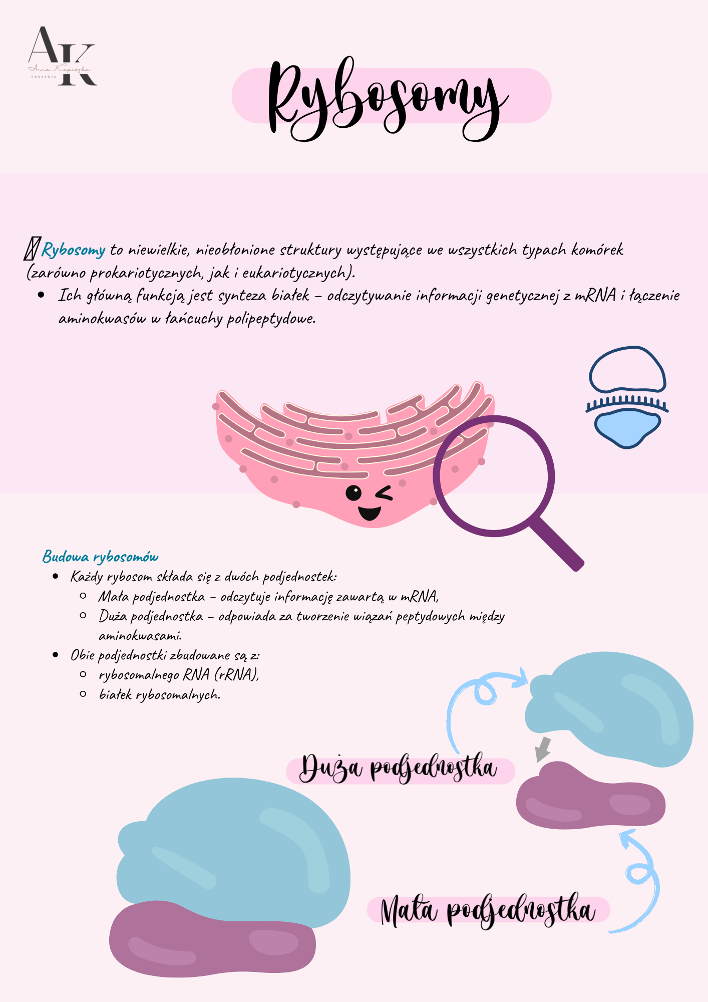 NOTATKI Z BIOLOGII - KOMÓRKA - obrazek 4