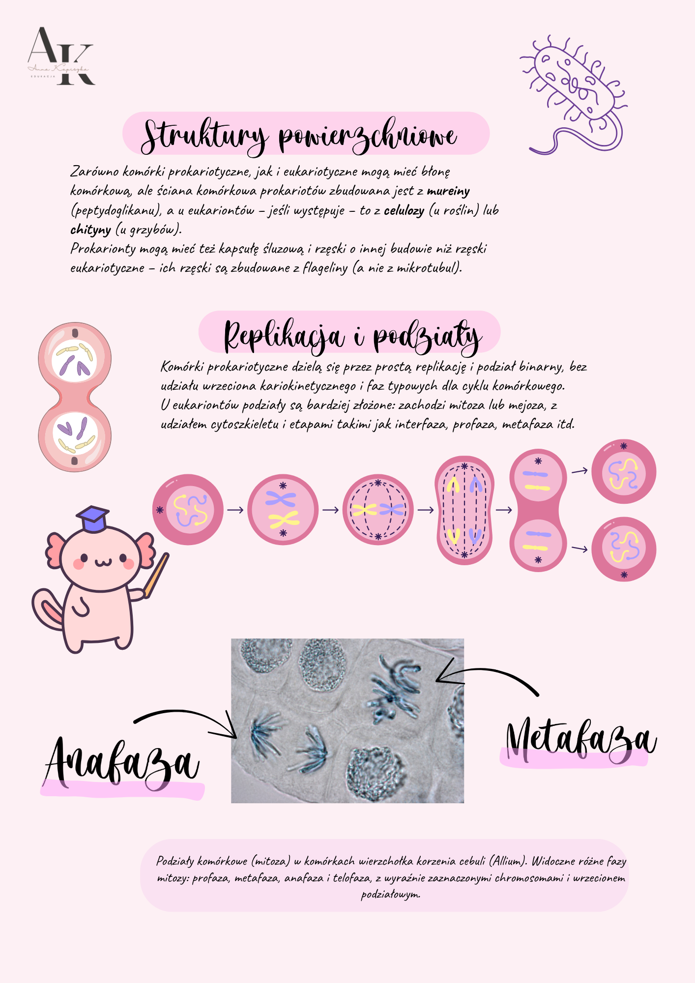 NOTATKI Z BIOLOGII - KOMÓRKA - obrazek 3
